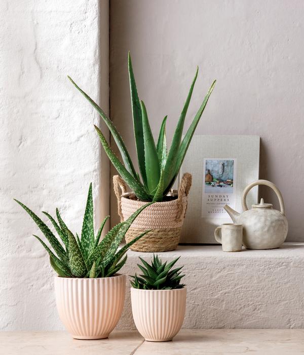 Echte Aloe - Aloe vera