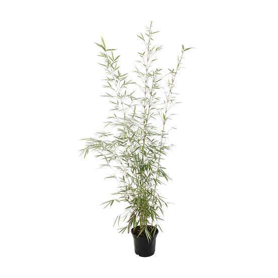 Bambou non-traçant fargesia robusta 'Campbell': pot de 5 litres