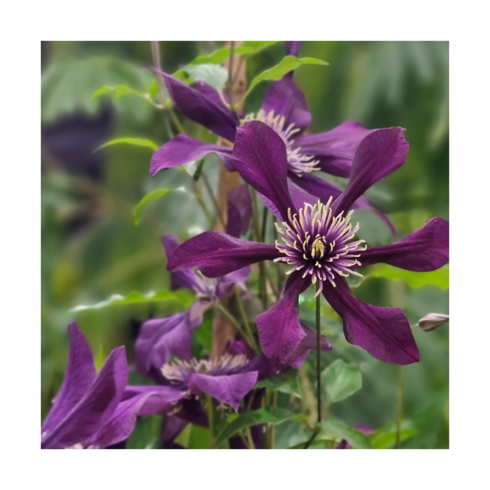 Clématite integrifolia panther/clematis integrifolia panther[-]pot de 1,5l - tuteur bambou 30/60 cm