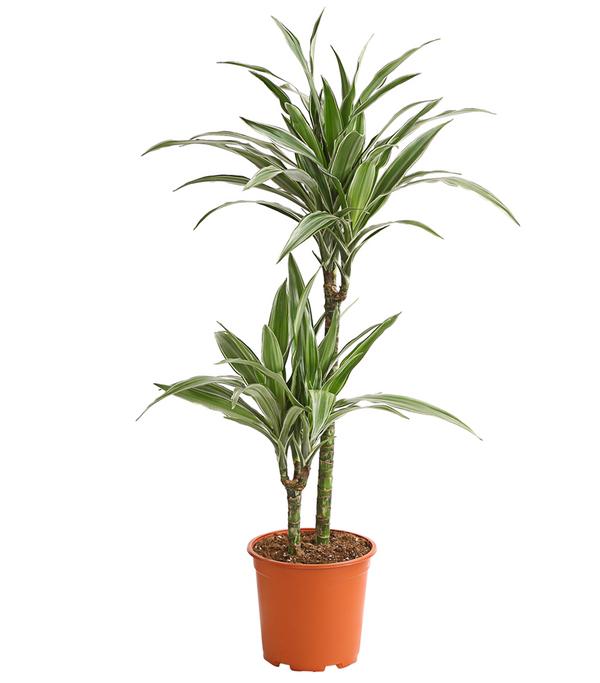Drachenbaum - Dracaena deremensis 'White