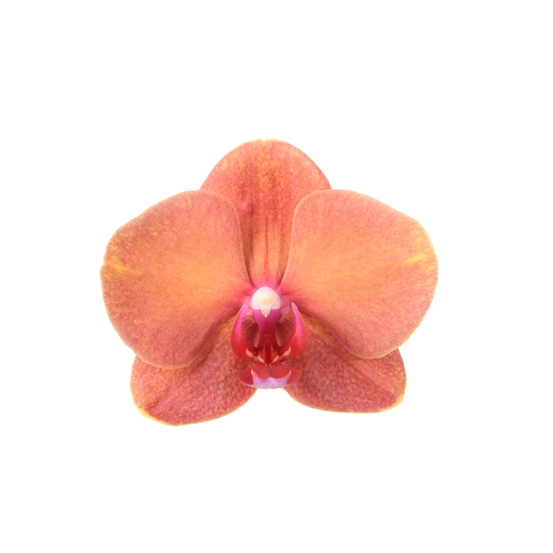 PHALAENOPSIS SURFONG 2 TIGES D12 H55
