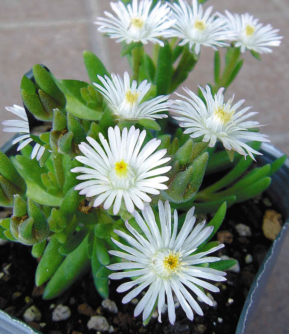 Winterharte Eisblumen 'Wheels of Wonder®' 5er Farbmix