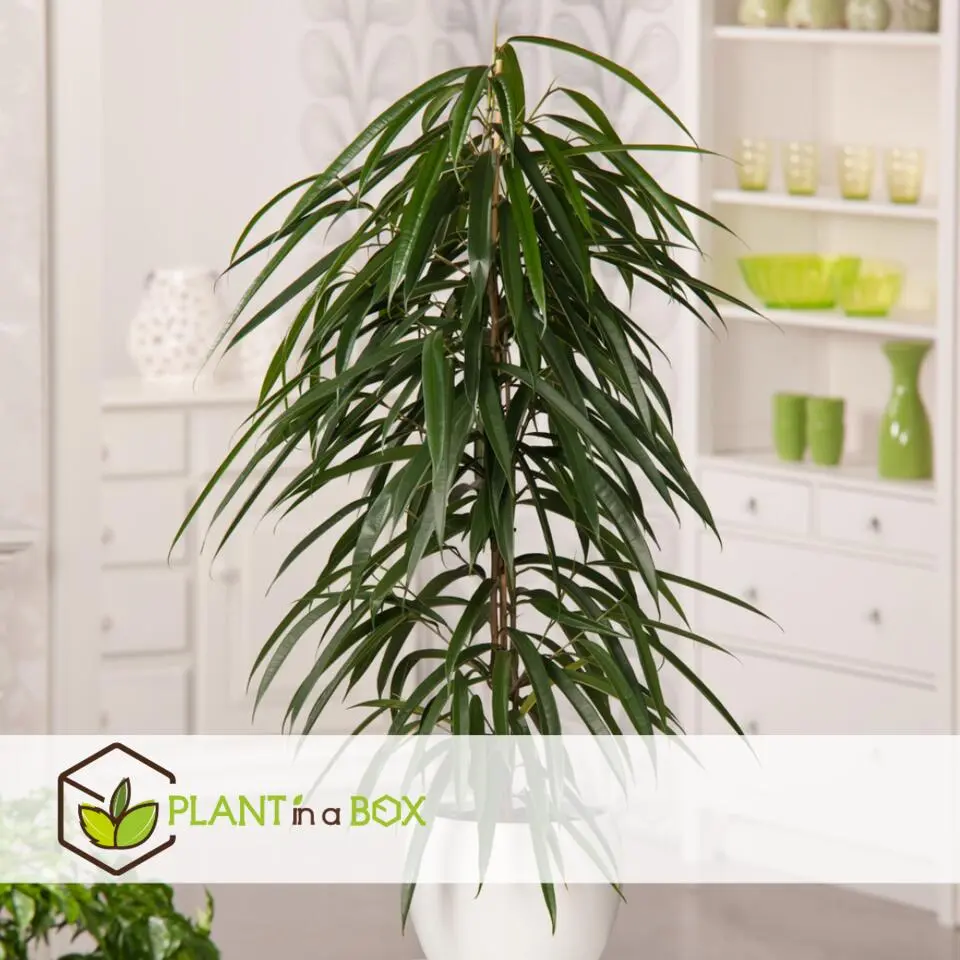 Wilgenblad Ficus - Ficus binnendijkii - Hoogte 100-110cm - ⌀21cm