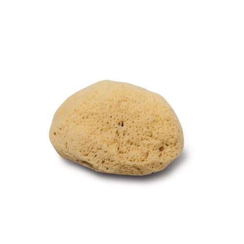 Zimoccaschwamm