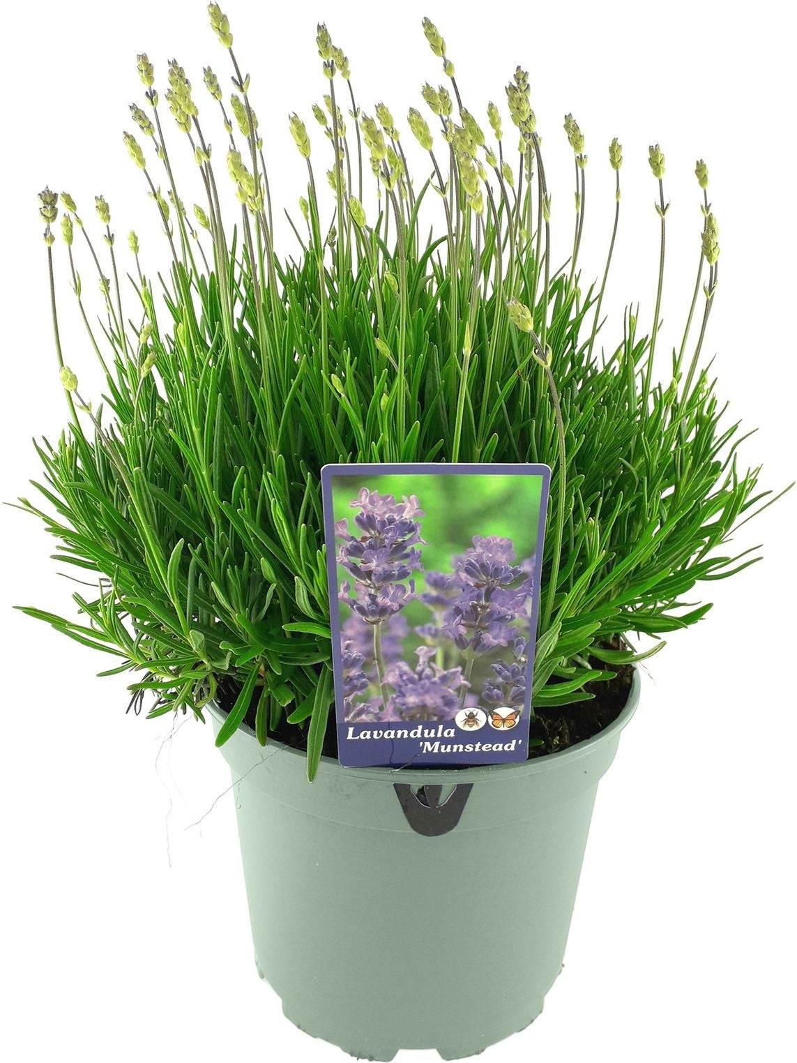 Lavendel (Lavandula angustifolia 'Munstead') D 17 H 30 cm