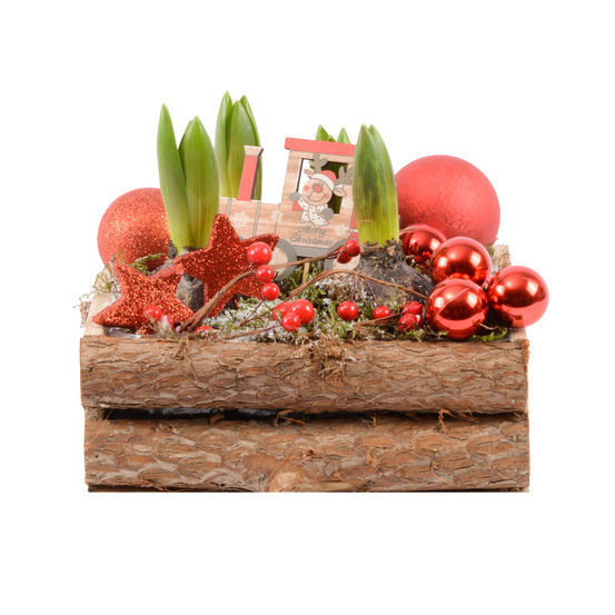 Jacinthe x4 avec pot décoration Noël D20 cm