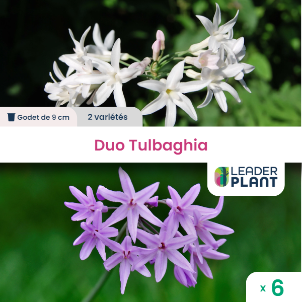 Duotulbaghia - lot de 6 plants en godet