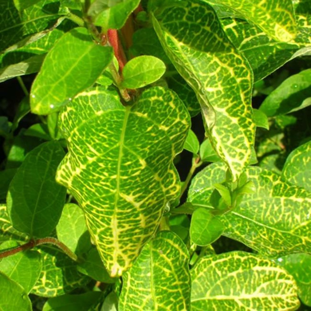 Chèvrefeuille du japon 'aureoreticulata' lonicera japonica 3l