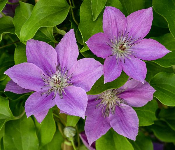 Waldrebe - Clematis 'Bridgewater'