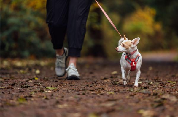 RUFFWEAR® Hundegeschirr Hi & Light™ Harness