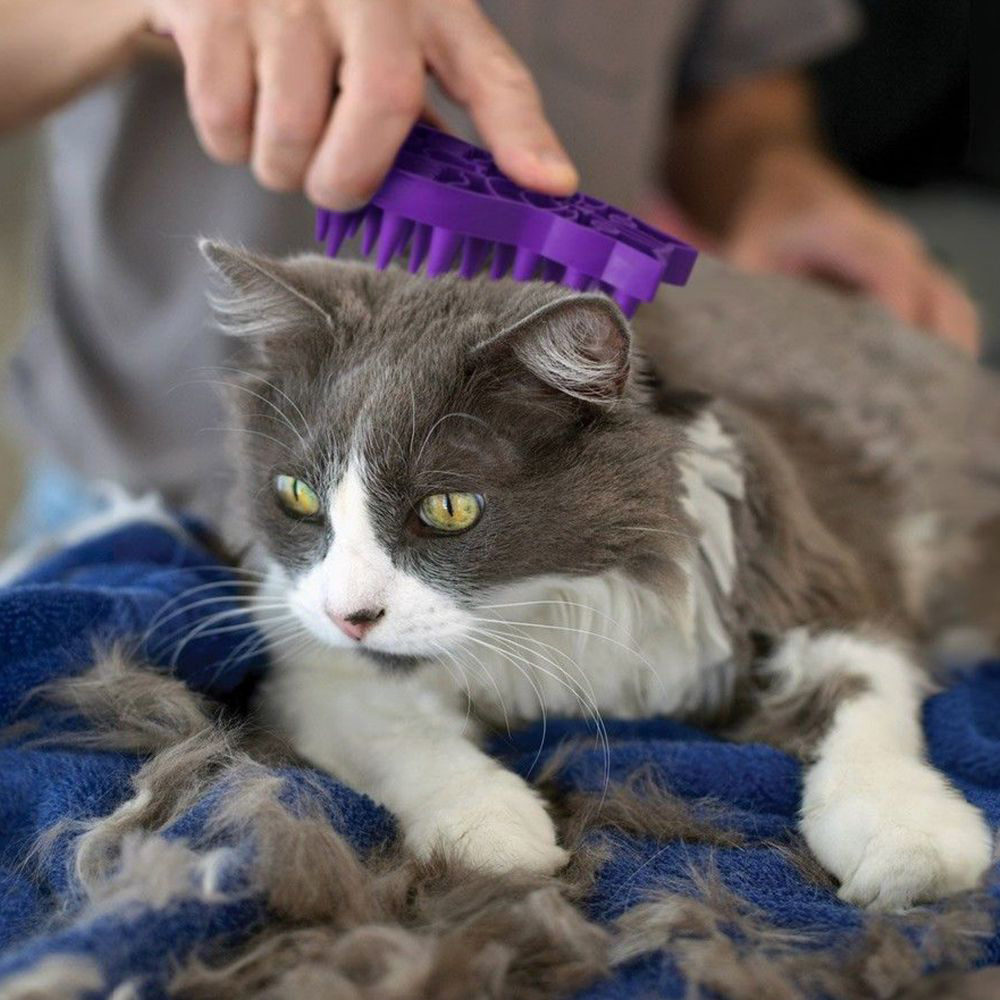 KONG Kat - Zoom Groom