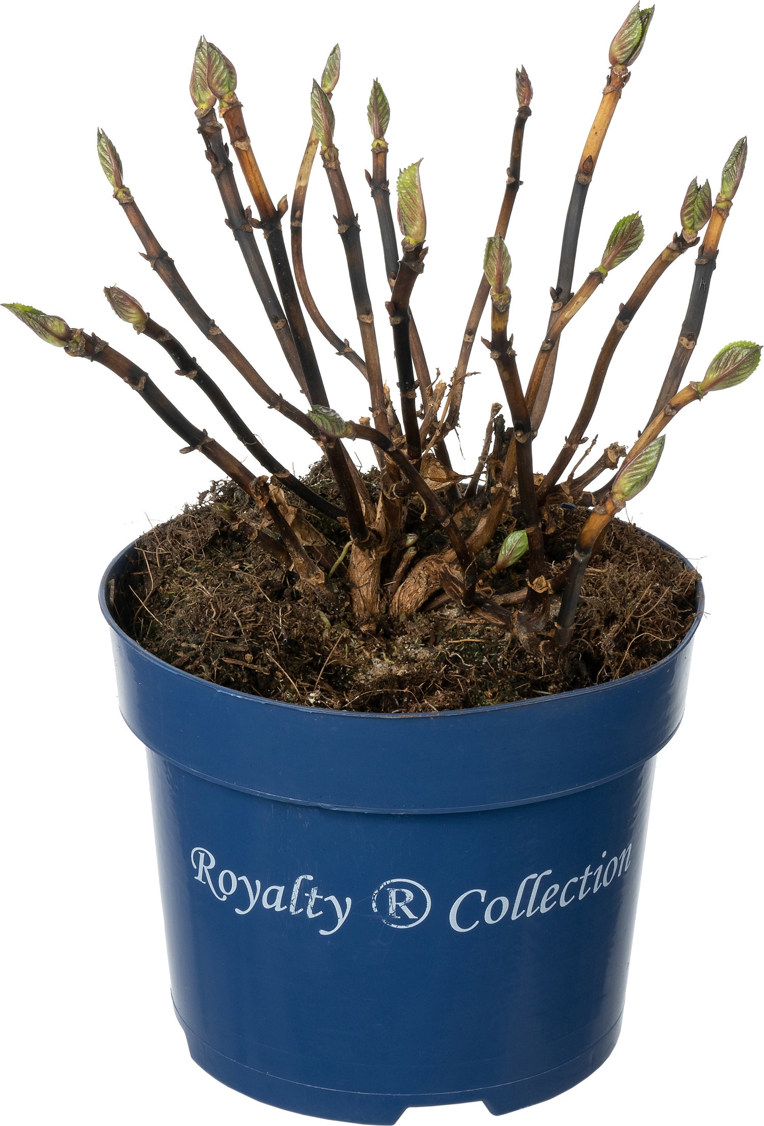 Hortensia (Hydrangea macrophylla 'Royalty Collection') D 17 H 30 cm