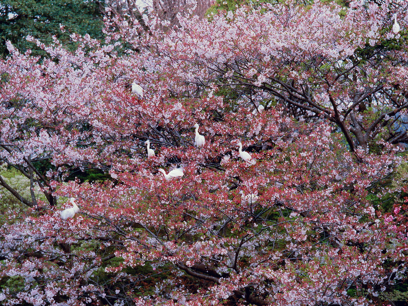 Kamakura by Olivier Föllmi - Limited Edition. Edition of: 100. Signed.