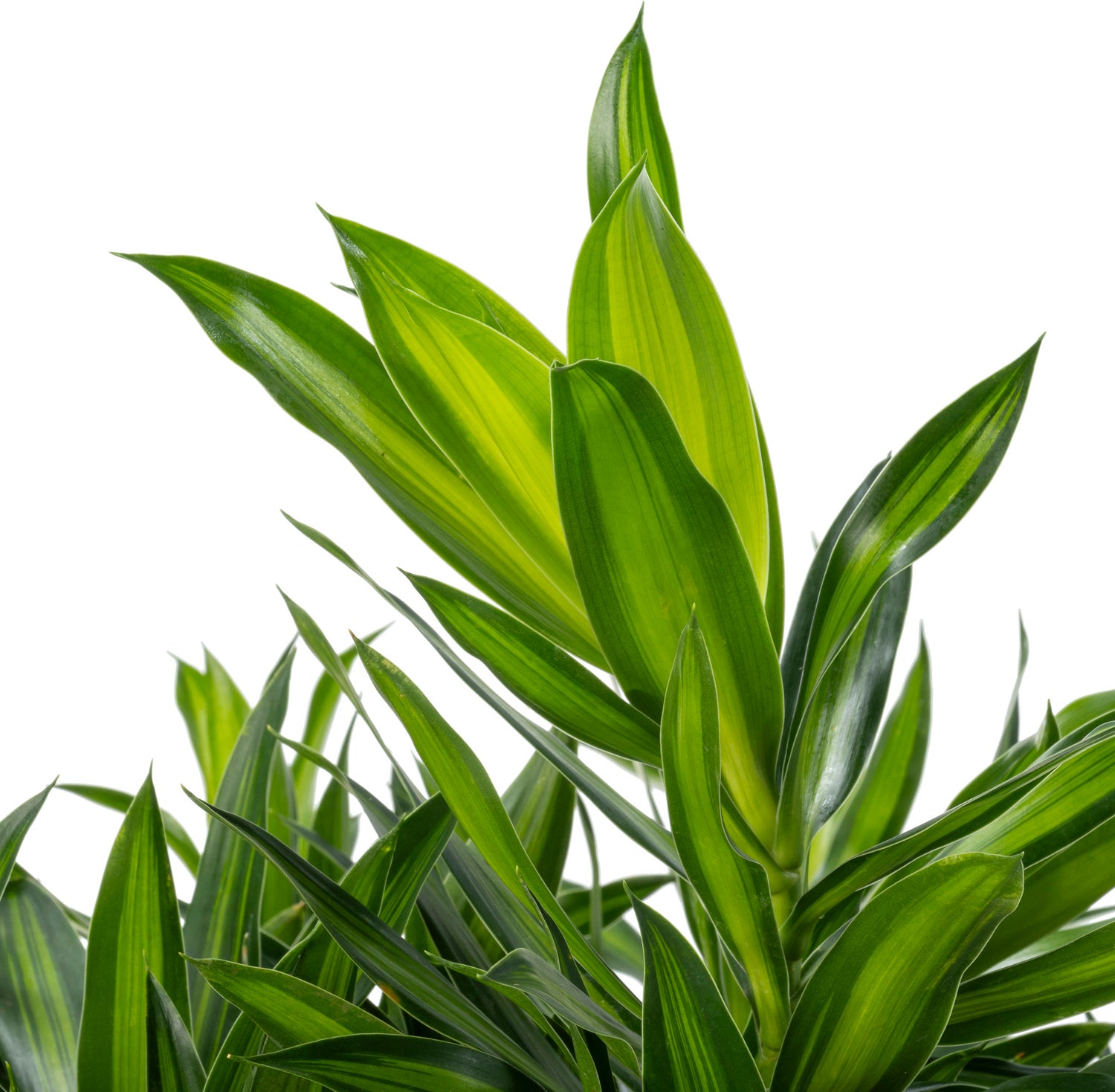 Drakenbloedboom (Dracaena reflexa 'Song of Jamaica') D 27 H 90 cm