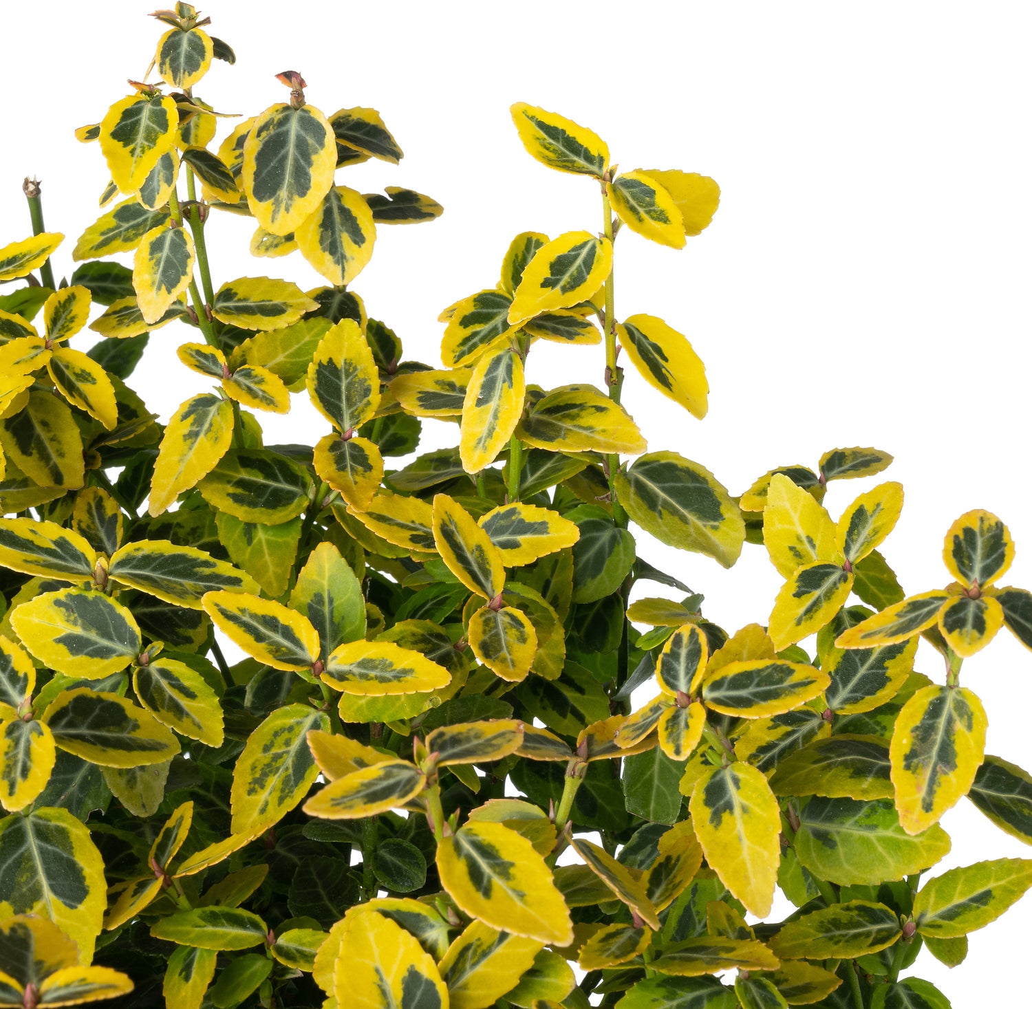 Kardinaalsmuts (Euonymus fortunei 'Emerald 'n Gold') D 19 H 20 cm