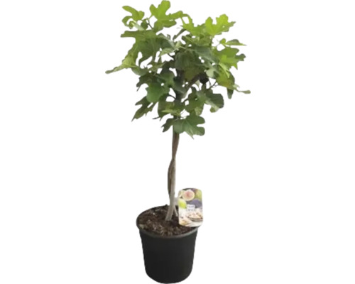 Vijgenboom FloraSelf Ficus carica 'Black & White' Ø 25 cm pot