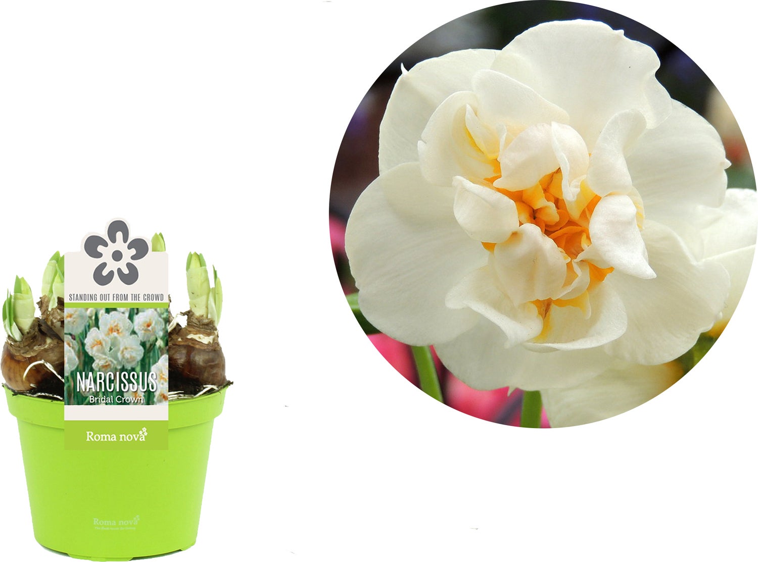Narcis (Narcissus 'Bridal Crown') D 12 H 14 cm