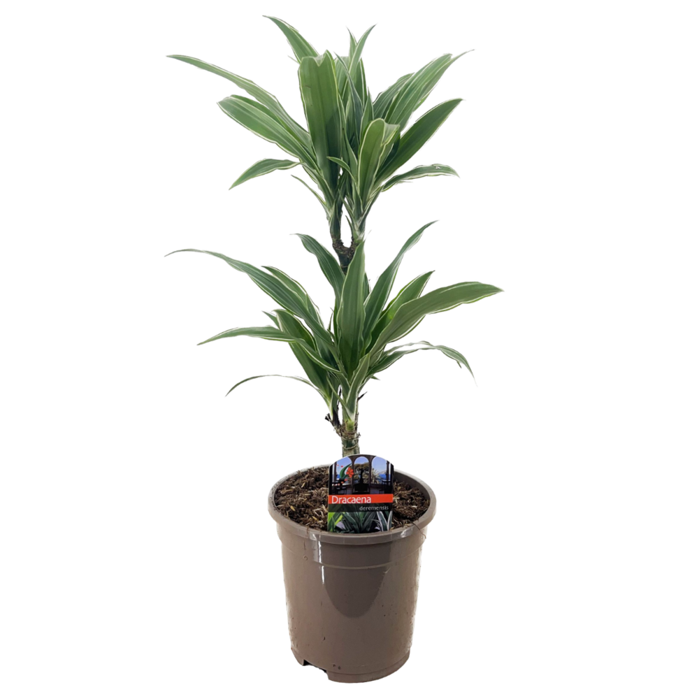 Dracaena deremensis 'warneckei' - taille du pot 17 cm - hauteur 60-70 cm