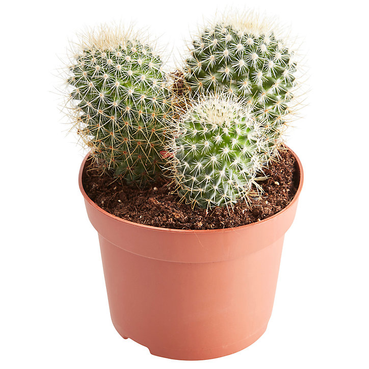 Cactus d'intérieur mammillaire à fleurs 12 cm