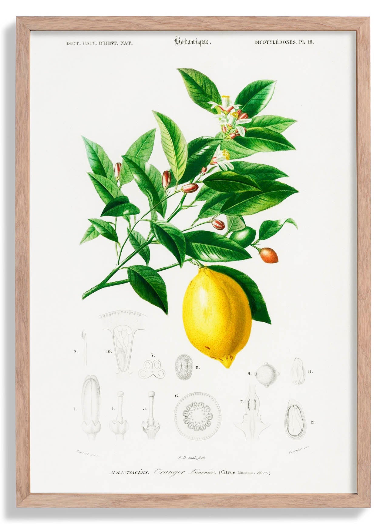 Limettenblüte & Zitronenfrucht