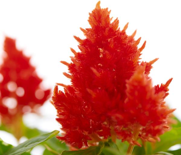 Federbusch, verschiedene Farben