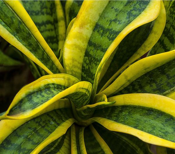 Bogenhanf - Sansevieria trifasciata var.