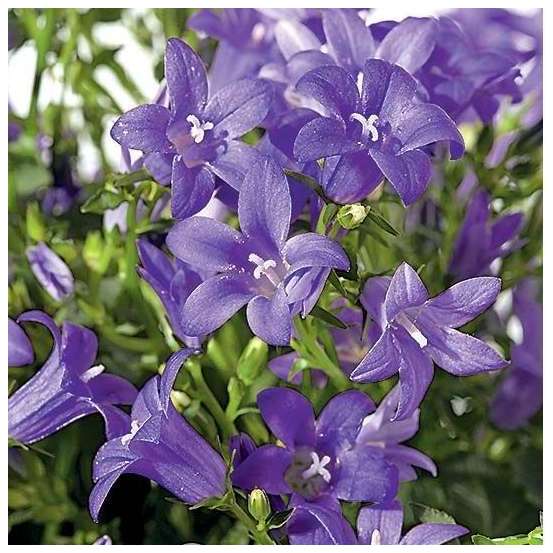 Campanule Get Mee bleue ® - pot D. 10,5 cm
