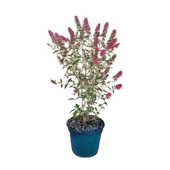 Buddleia, variétés variables - pot 5L