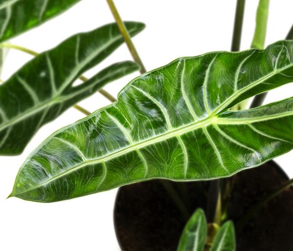 Pfeilblatt - Alocasia chantrieri