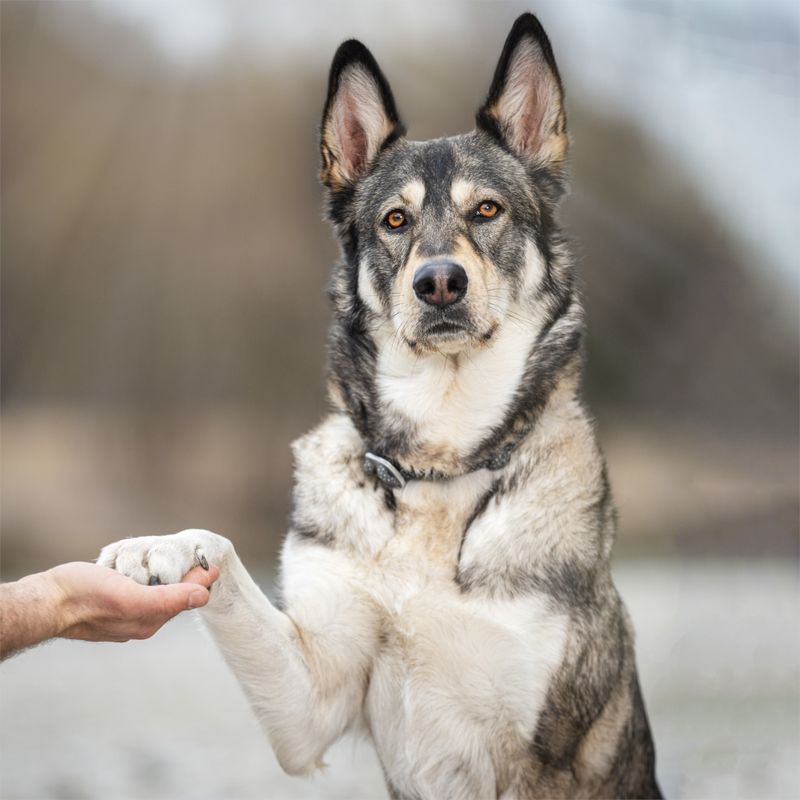Wolf of Wilderness Training “Explore the Wide Acres” poulet ✓ pas cher