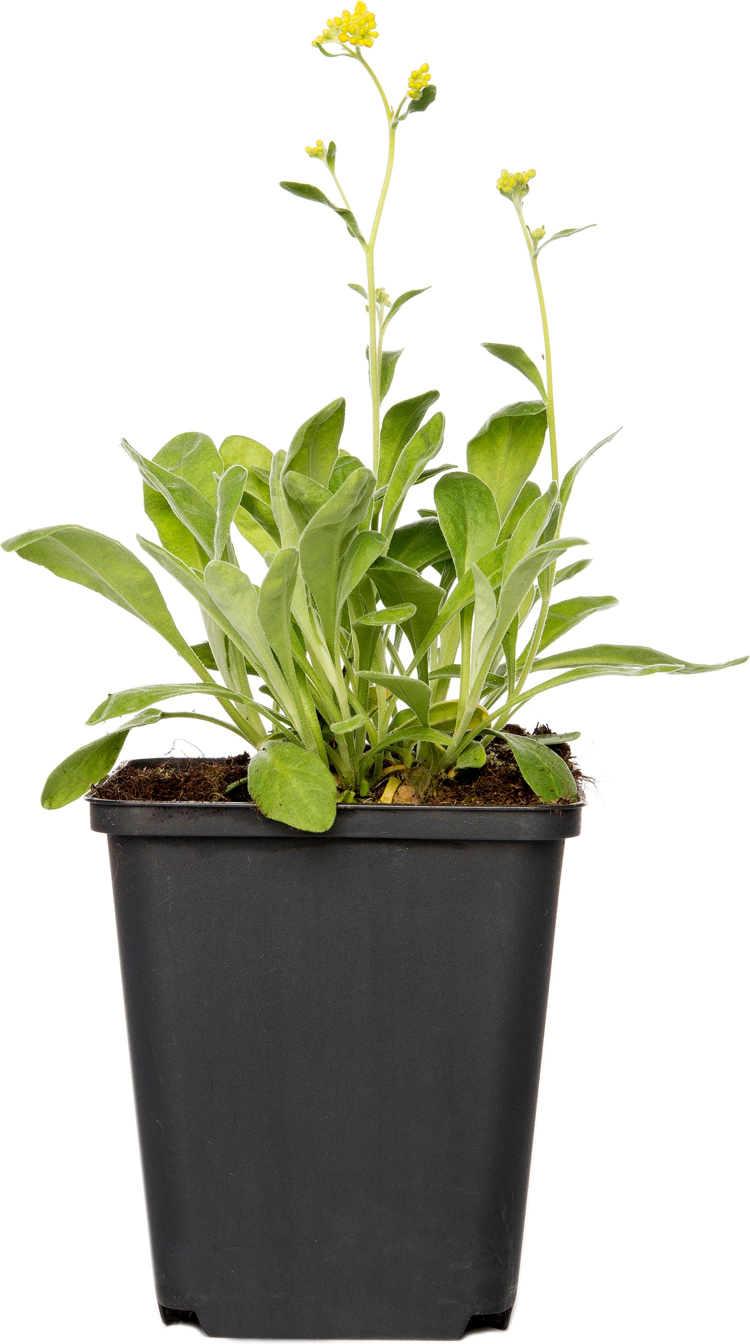 Rotsschildzaad (Aurinia saxatilis) D 9 H 15 cm