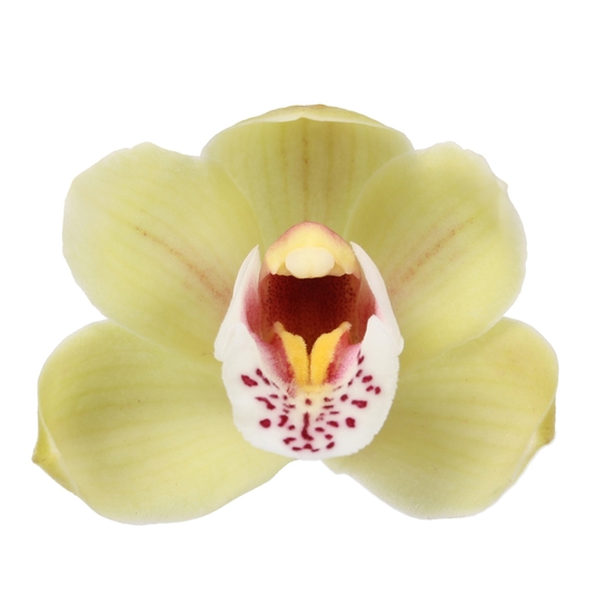 Orchidée Cymbidium Anna 3 tiges - pot D12cm