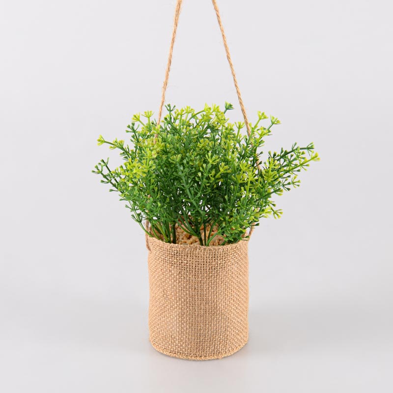 Santoline en pot