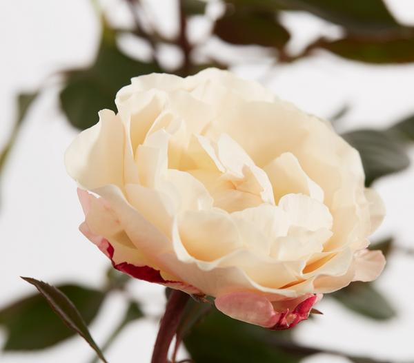 Edelrose 'Nostalgie®'