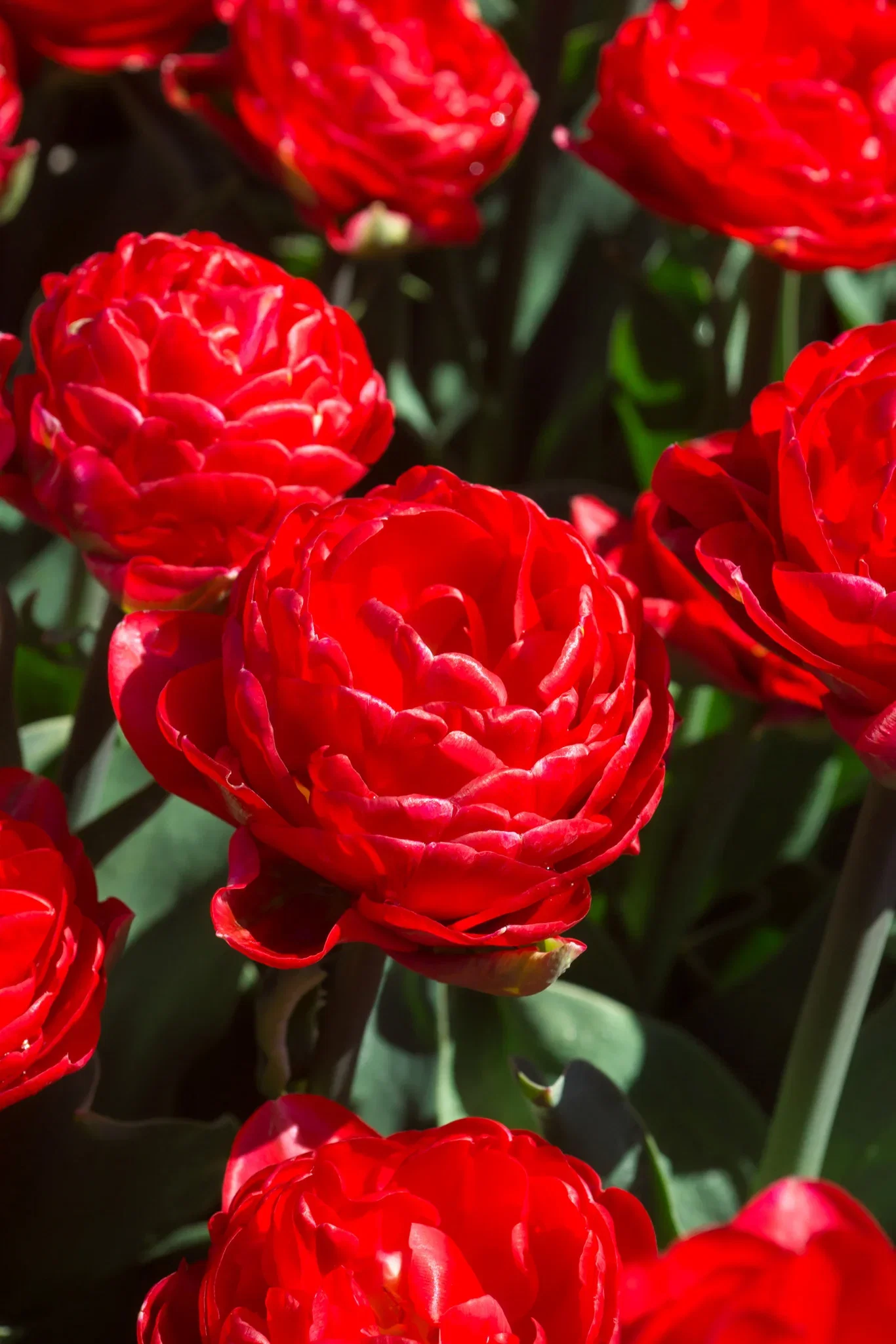 Tulipa gesneriana (Late double flowering Group) 'Pamplona' Tulipan 'Pamplona'