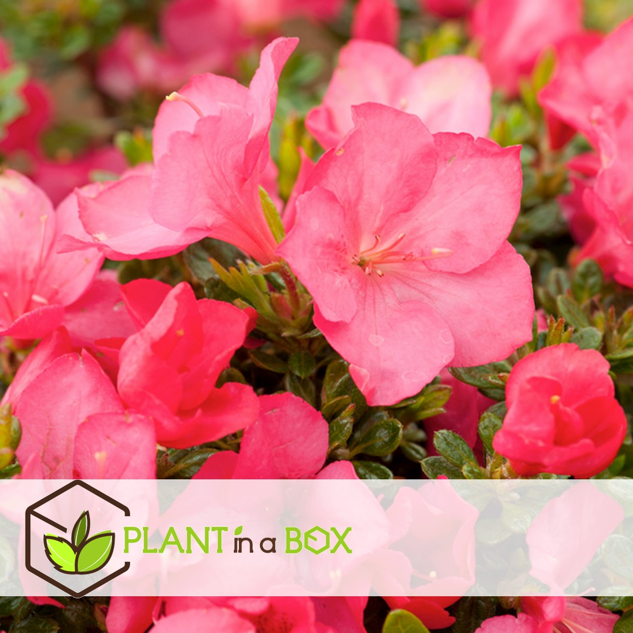 Rhododendron - azalea anouk japon - set de 2 - pot 17cm - hauteur 25-40cm