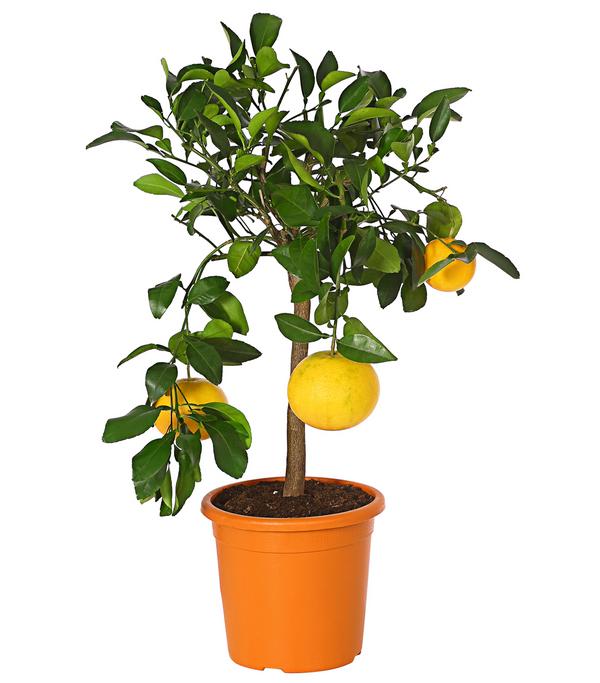 Gelbe Grapefruit