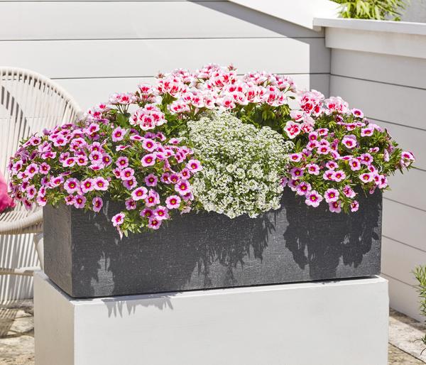 Minihängepetunie 'Rosenauge'
