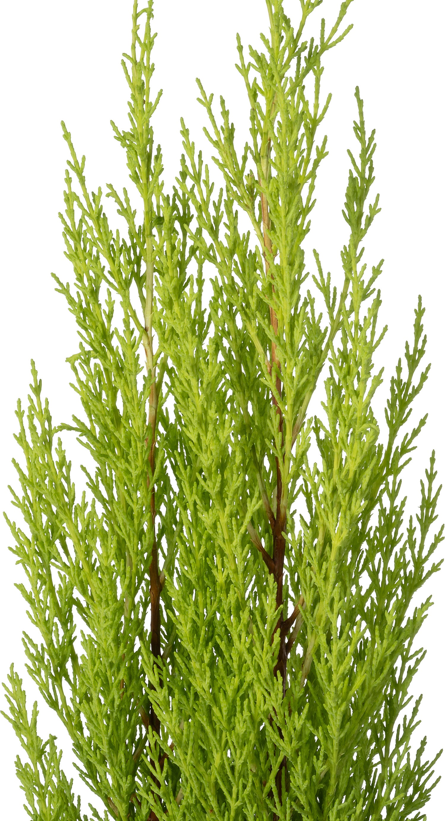 Kamercipres (Cupressus macrocarpa 'Goldcrest Wilma') D 24 H 95 cm