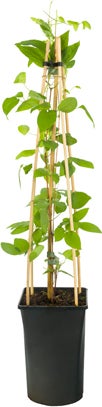 Bosrank (Clematis 'John Paul II') D 16 H 75 cm
