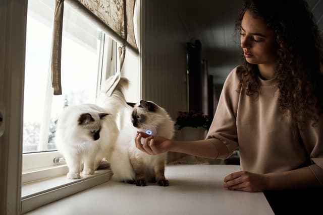 Lilcat GPS-tracker til katte