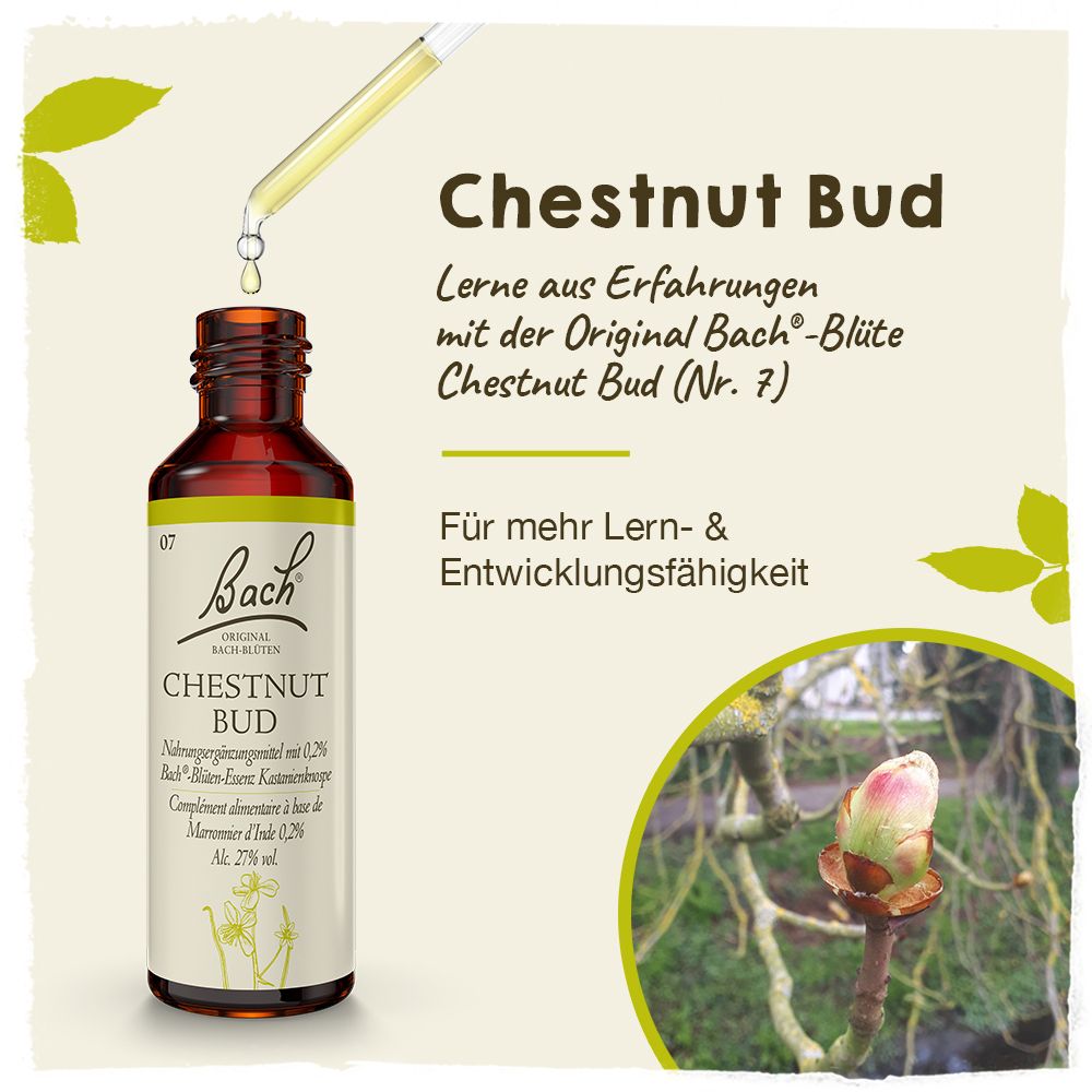 BACH®-BLÜTE CHESTNUT BUD (Kastanienknospe)