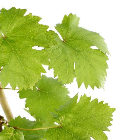 Vigne : pot de 3 litres