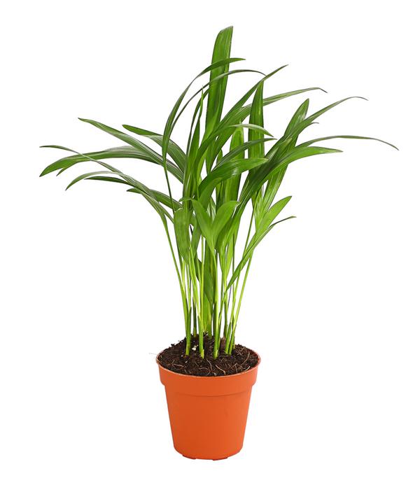 Goldfruchtpalme - Dypsis lutescens