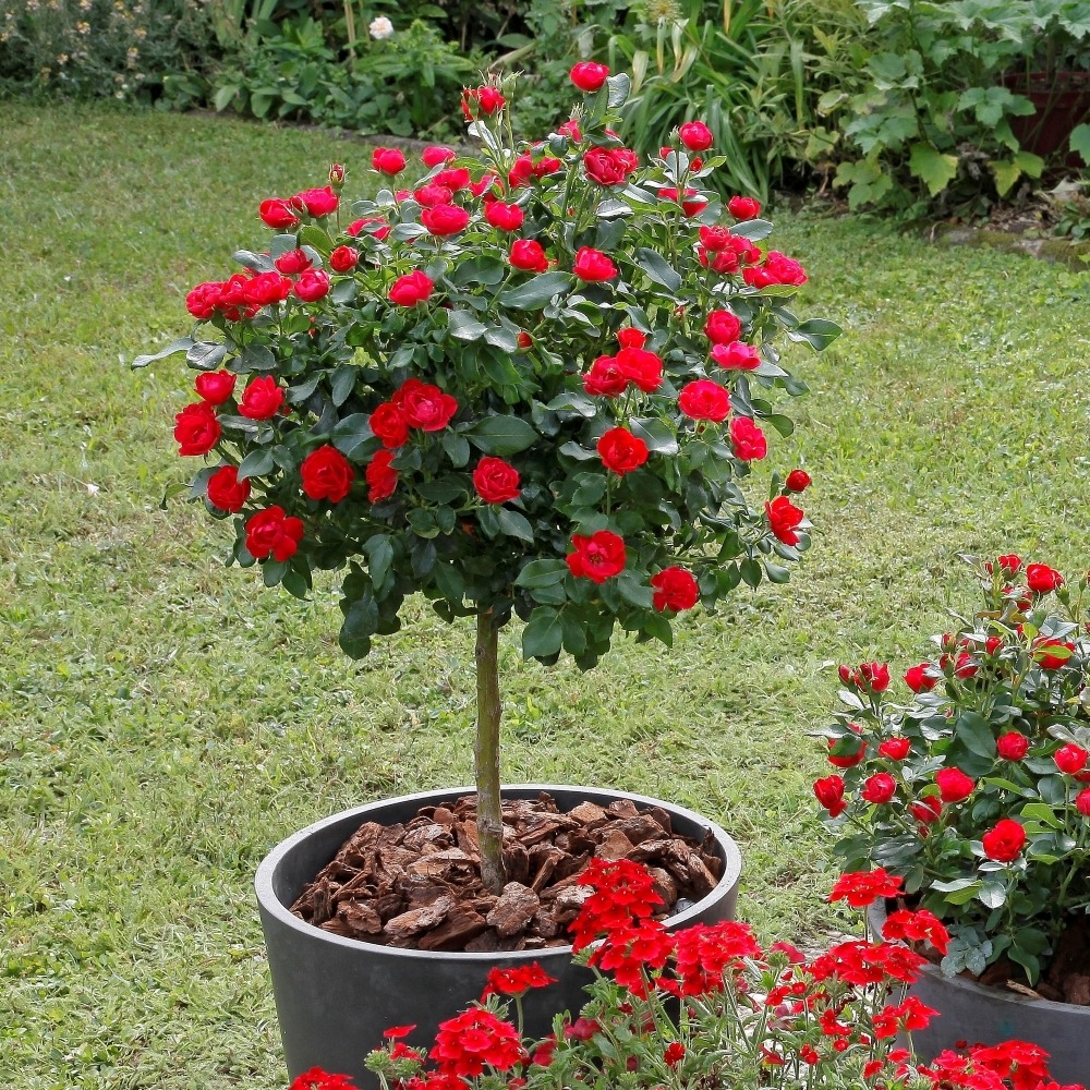 Rosier mini-tige zepeti ® meibenbino le pot de 5l