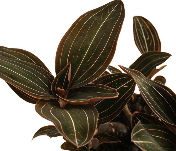 Juwelorchidee - Ludisia discolor