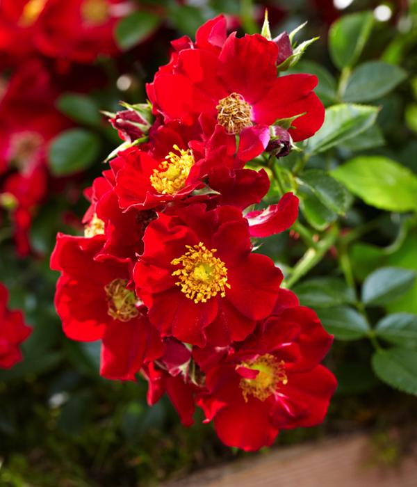 Rosen-Set Insektenfreundlich, 3-teilig