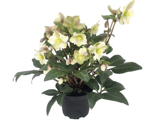 Kerstroos FloraSelf Helleborus niger 'Winter Darling' H 25-35 cm Co 4 L