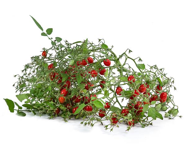Johannisbeertomate 'Tomberry® Red'