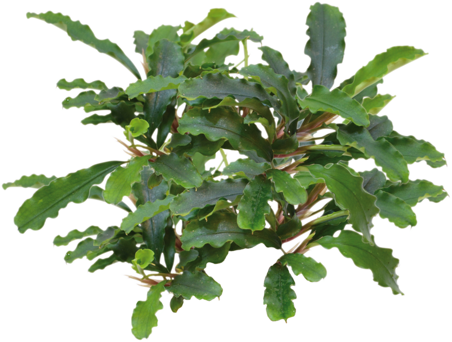 Waterplant Bucephalandra sp. Green Velvet in pot